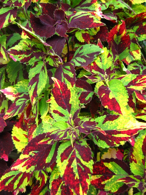 Coleus foliage vibrant in summer